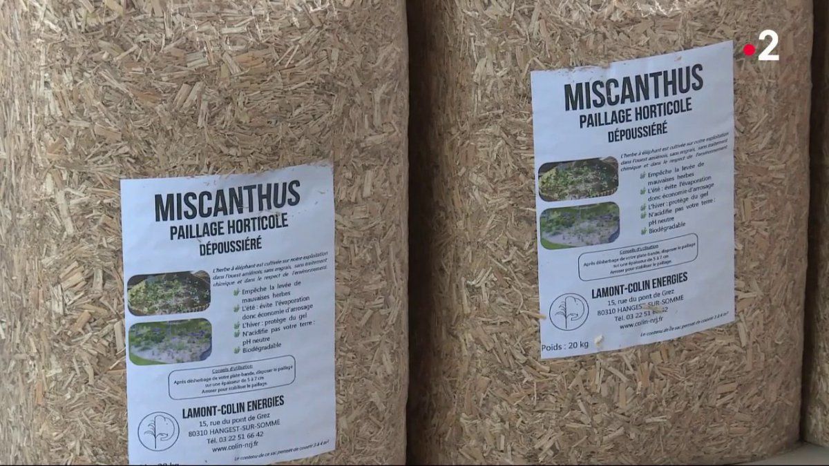 Le miscanthus ou « herbe à éléphant » fait le bonheur des