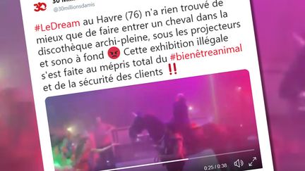 La Fondation 30 millions d'amis a posté lundi sur Twitter une vidéo montrant un cheval dans une discothèque au Havre. (CAPTURE ECRAN TWIITER / STEPHANIE BERLU)