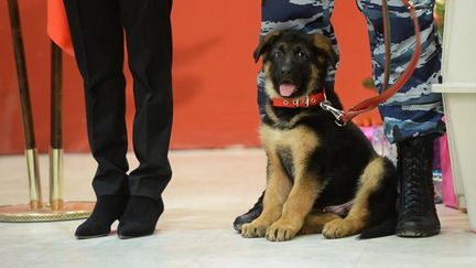 Le chien Dobrynya offert par la Russie à la France,&nbsp;à l'ambassade de France en Russie, à Moscou, le 7 décembre 2015. (RIA NOVOSTI / AFP)