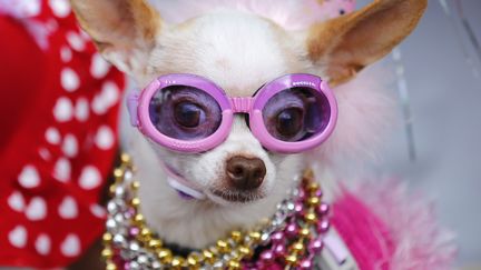 Un&nbsp;chihuahua femelle, nomm&eacute; Bianca, participe &agrave; un concours canin &agrave; Santa Fe (Californie), le 4 mars 2014. (MIKE BLAKE / REUTERS)