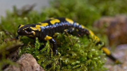 Une salamandre tachetée (illustration). (CHRISTIAN WATIER / MAXPPP)