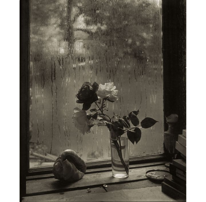 Josef Sudek, "La dernière rose", 1956, Musée des Beaux-arts du Canada, Ottawa. Don anonyme, 2010
 (Succession de Josef Sudek)