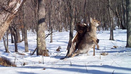 Un aigle royal attaque un jeune cerf en Sib&eacute;rie (Russie), le 8 d&eacute;cembre 2011. (CATERS NEWS AGENCY / SIPA)