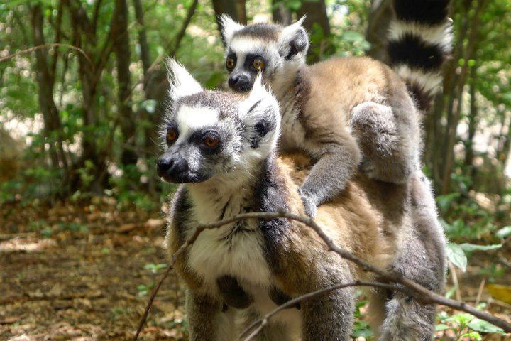 Lémuriens de Madagascar: une mère et son petit (novembre 2016). (Janine HAIDAR / AFP)