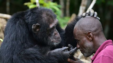 par (le laboratoire) Vilab-Liberia en Côte d'Ivoire. Depuis août 2015, l'association les Amis de Ponso paye pour sa nourriture et son soigneur Germain», lit-on sur une pancarte en bois près du débarcadère, renvoyant à une page Facebook. En 2015, ce grand singe d'un mètre de haut a vécu un drame: sa compagne et ses deux enfants sont morts de manière mystérieuse. Depuis, l'animal vit seul. Le sort de Ponso préoccupe la population et la toute nouvelle Société africaine de primatologie, qui entend lutter contre la situation catastrophique des primates. La population de chimpanzés a chuté de 90% en deux décennies en Côte d'Ivoire. Il y a deux façons de sauver Ponso: lui trouver de la compagnie ou le transporter ailleurs.  (ISSOUF SANOGO / AFP)