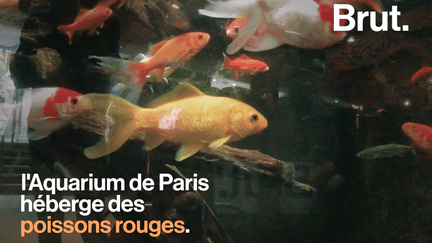 Ils sont souvent confinés dans des bocaux peu adaptés car bien trop petits. Afin qu’ils vivent dans des conditions décentes, l’Aquarium de Paris récupère les poissons rouges dont les propriétaires décident de se séparer. Focus.