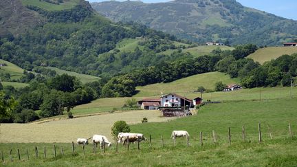 Les élevages bovins des Pyrénées-Atlantiques et des Hautes-Pyrénées à leur tour touchés par la maladie hémorragique épizootique (photo d'illustration). (GAIZKA IROZ / AFP)