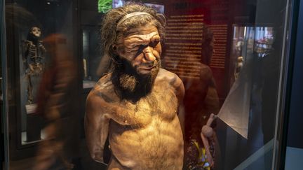 L'homme de Néandertal à l'exposition sur l'évolution humaine au Musée d'histoire naturelle, le 19 janvier 2024 à Londres, Royaume-Uni. (MIKE KEMP / IN PICTURES)