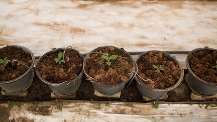 Sur les terres arides du Sahel, la culture des légumes est devenue beaucoup plus difficile qu'il y a 40 ans, quand Amadou Sidibé visitait la ferme luxuriante de son père proche de Bamako. "Au temps de nos grands-pères, il pleuvait et les cycles étaient réguliers. Nous ne contrôlons plus l'eau. Et si nous ne contrôlons plus l'eau, nous ne contrôlons pas l'agriculture", explique-t-il à Reuters.&nbsp; (ANNIE RISEMBERG / REUTERS)