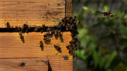 Des frelons asiatiques qui attaquent des abeilles devant une ruche. Image d'illustration. (ARNAUD CHOCHON / HANS LUCAS / AFP)