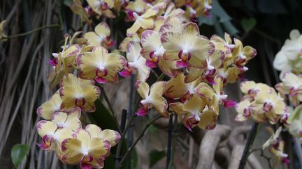 Comment prendre soin de vos orchidées