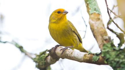 Un canari dans un arbre (illustration). (GETTY IMAGES)