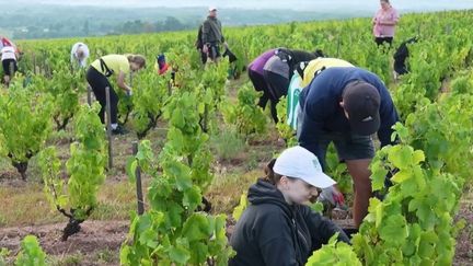 Les vendanges ont débuté, mercredi 17 août, dans le Beaujolais. 2022 s’annonce déjà comme un très bon cru selon les professionnels, mais en petite quantité du fait de la sécheresse. Reportage en Saône-et-Loire.&nbsp; (FRANCE 2)