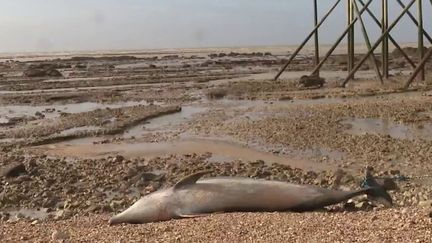 Alors que 9 000 dauphins meurent tous les ans près des côtes atlantiques françaises, le Conseil d’État a interdit l’utilisation de certains filets de pêche du 22 janvier au 20 février. Une mesure qui handicape fortement les pêcheurs.