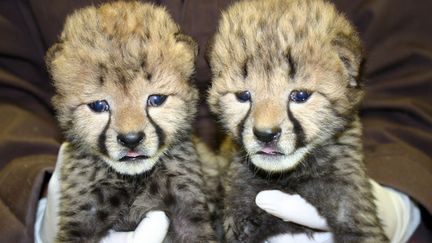 Deux b&eacute;b&eacute;s gu&eacute;pards &acirc;g&eacute;s de 16 jours sont pr&eacute;sent&eacute;s par leur soigneur au zoo de Washington (Etats-Unis), le 9 mai 2012. (ADRIENNE CROSIER / SMITHSONIAN NATIONAL ZOO / AFP)