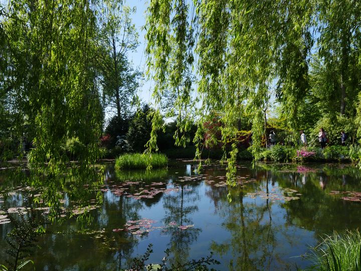 Le jardin d'eau de Giverny au printemps. (ISABELLE MORAND / RADIO FRANCE / FRANCE INFO)