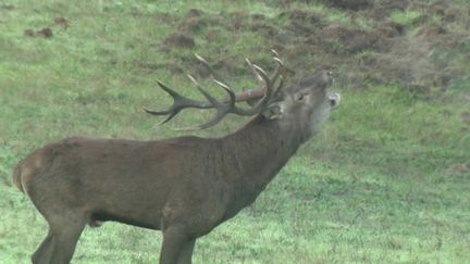 Le 13 Heures vous emmène, vendredi 23 septembre, à Chambord en Sologne, où le brame du cerf a débuté avec un peu d'avance.&nbsp;Un spectacle exceptionnel quand on a la chance de l'observer à la tombée de la nuit dans les clairières. (FRANCE 2)