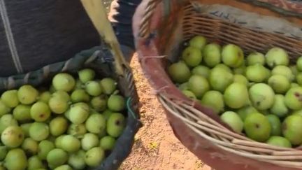 Var : la figue blanche, un fruit rare en voie de disparition