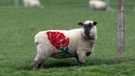 Un mouton est peint aux couleurs de l'Angleterre &agrave; l'occasion de la Coupe du monde de rugby, Dunedin (Nouvelle-Z&eacute;lande), le 13 septembre 2011. (MARCOS BRINDICCI / REUTERS)