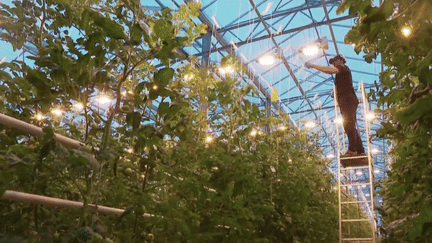 Islande : des serres géothermiques produisent des légumes toute l’année