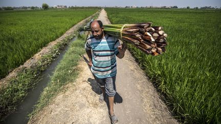 Abdel Mobdi Moussalam transporte des roseaux de papyrus collectés sur ses terres au village de Al-Qaramous, dans la province de Sharqiyah, région nord égyptienne du Delta du Nil (KHALED DESOUKI / AFP)