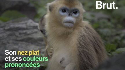 VIDEO. Des fesses bleues, un nez rouge… Voici trois singes aux couleurs étonnantes (BRUT)