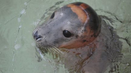 Brest : le centre qui soigne les phoques gris