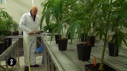 VIDEO. Cannabis : une production d'Etat aux Pays-Bas