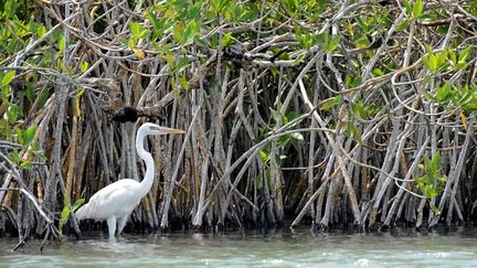 Une grande aigrette dans une mangrove à Mexico. (Illustration) (KALIMF / E+ / GETTY IMAGES)