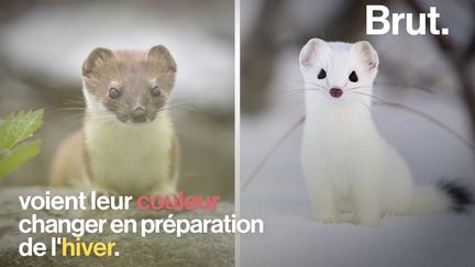 Certains animaux ont la particularité de changer de couleur l'hiver. Leur pelage a alors tendance à se confondre avec la neige, ce qui leur permet d'échapper à leurs prédateurs et de se cacher de leur proie.