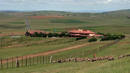 dans son village natal de Qunu, dans la province du Cap oriental, à 800 kilomètres au sud de Johannesburg.
 
Après sa libération, il se fait construire là où il a passé son enfance une bâtisse ressemblant énormément à la prison Victor Verster car, dit-il avec humour, il en garde un bon souvenir.
 
En 1990, l'ANC redevient un parti politique légal.
Il est aujourd’hui le parti au pouvoir en Afrique du Sud.
La même année, Mandela proclame la fin de la lutte armée.
Le 30 juin 1991, les dernières lois discriminatoires de l'apartheid tombent.
En août, Mandela prend la présidence de l’ANC.
En 1993, le Prix Nobel de la Paix lui est attribué.
Le 27 avril 1994, il est élu président d’Afrique du Sud.
L’Afrique du Sud est enfin une «Nation arc-en-ciel». ( Radu Sigheti / Reuters)