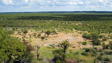 Une "mer" d'acacias dans la réserve d'Ongava en Namibie. (NICO TONDINI / ROBERT HARDING PREMIUM)