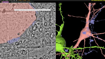 Cet exploit des neuroscientifiques de Harvard est le fruit d’une collaboration de plusieurs années de travail avec des équipes de Google. (GOOGLE RESEEARCH & LITCHTMAN LAB / HAEVARD UNIVSERSITY)