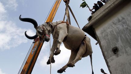 Zébus et moutons sont ainsi livrés pour éviter les terribles embouteillages de la capitale économique pakistanaise. Chaque famille qui en a les moyens doit sacrifier un animal pour commémorer le sacrifice d'Abraham. La viande sera partagée en famille et distribuée aux pauvres. Tous les moyens sont bons pour livrer en temps et en heure les animaux de l'aïd el Kébir. (Sipa/Ap/ Fareed Khan - Septembre 2016)