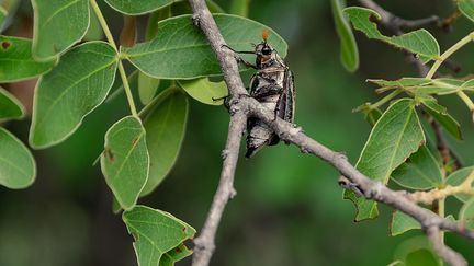 Les fameux hannetons sont également appelés coléoptères de Noël car ils sont considérés comme de véritables friandises. Délicieux et croquants quand ils sont cuisinés.&nbsp; &nbsp; (JEKESAI NJIKIZANA / AFP)