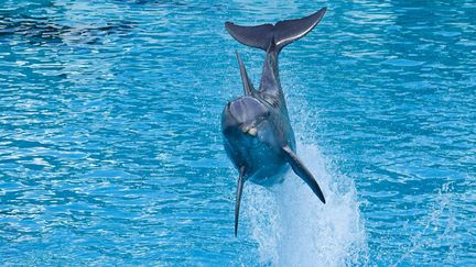 Spectacle avec dauphin&nbsp;dans un parc animalier près de Nantes, en 2020; Photo d'illustration.&nbsp; (FRANCK DUBRAY / MAXPPP)