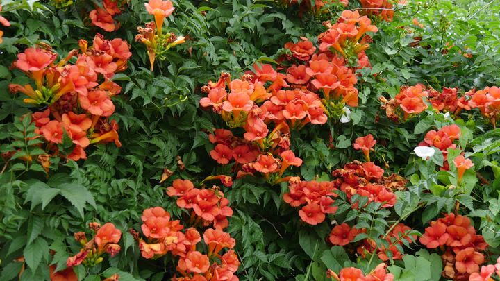 La bignone fait partie des plantes autorisées à Wavre pour végétaliser les façades.&nbsp; (ISABELLE MORAND / RADIO FRANCE / FRANCE INFO)