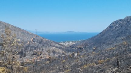 Fires in Greece ravaged the forest near Marathon, mid-August 2024. (MARION FERRERE / RADIOFRANCE)