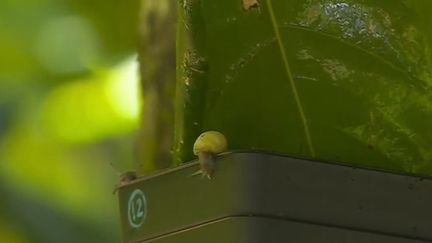 Les escargots Partula, espèce endémique de Polynésie française, sont de retour dans leur milieu naturel. Une opération de sauvetage avait été lancée. Pendant trente ans, le zoo de Londres (Royaume-Uni) en a élevés en captivité. Ils ont été relâchés sur l'île de Huahine. (CAPTURE ECRAN FRANCE 2)