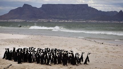 Des manchots du Cap (Afrique du Sud), sur la plage, le 21 mai 20O9.&nbsp; (GIANLUIGI GUERCIA / AFP)