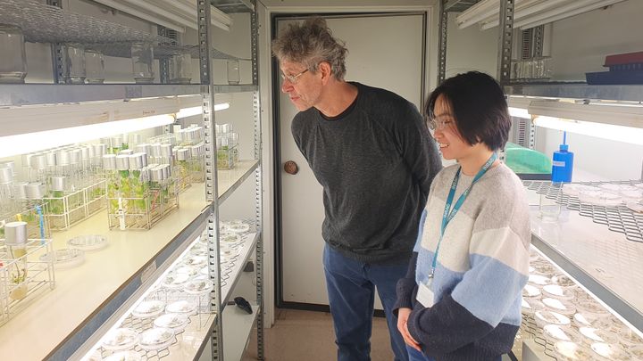 Jean-Luc Gallois, research director at Inrae in Avignon and Kyoka Kuroiwa, a thesis student, in the institute's laboratories.  (BORIS HALLIER / FRANCEINFO / RADIO FRANCE)