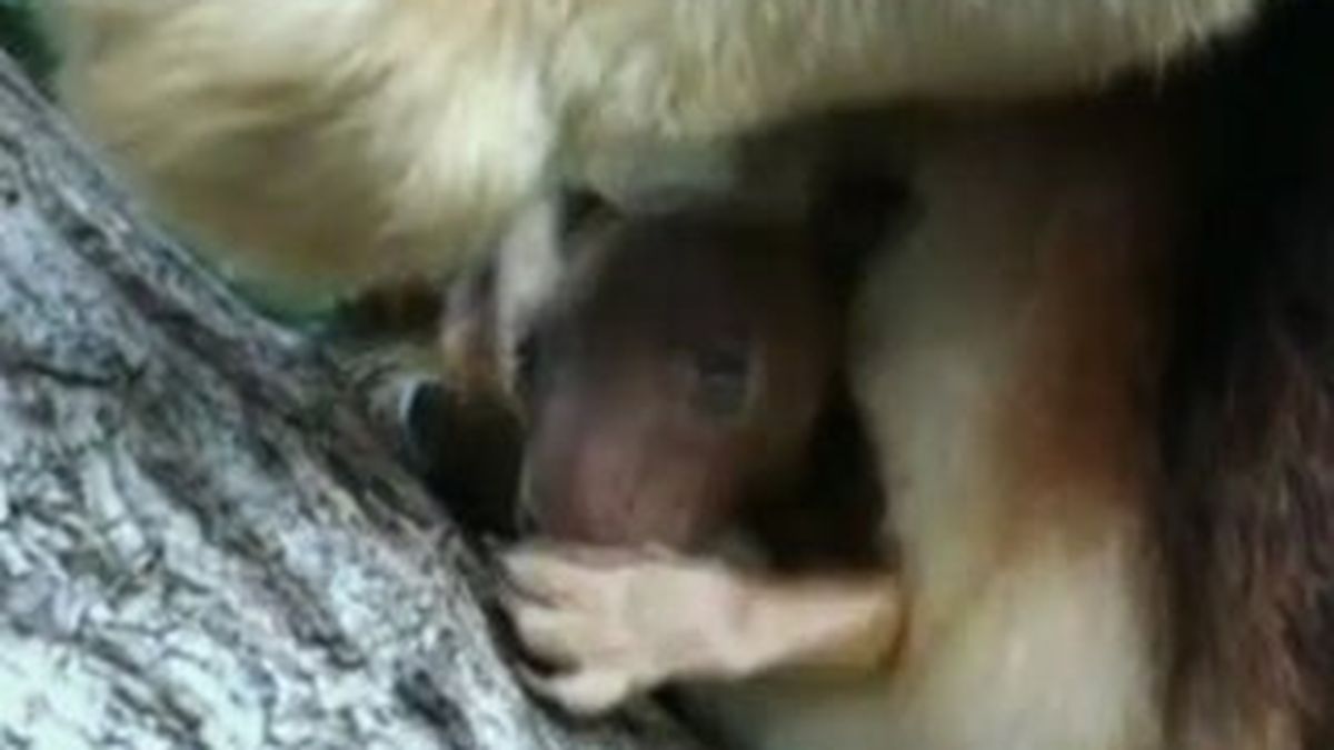 Video Naissance D Un Bebe Kangourou Arboricole Au Zoo De Sydney