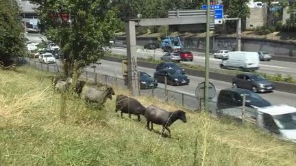 Animaux : les moutons arrivent dans les villes