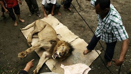 Un employ&eacute; du zoo de Solo (Indon&eacute;sie) s'appr&ecirc;te &agrave; attacher la gueule d'un lion euthanasi&eacute;, le 31 janvier 2012. Oni le lion a &eacute;t&eacute; r&eacute;cup&eacute;r&eacute; apr&egrave;s s'&ecirc;tre &eacute;chapp&eacute; de sa cage et tu&eacute; un chameau. (ANDRY PRASETYO / REUTERS)