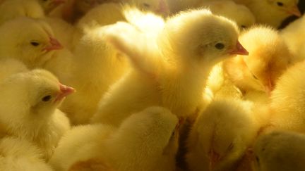 Des poussins photographiés pendant un salon de l'agriculture à Moscou (Russie), le 9 octobre 2013. (KIRILL KUDRYAVTSEV / AFP)