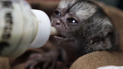 Un b&eacute;b&eacute; aotus n&eacute; il y a 15 jours est nourri par un v&eacute;t&eacute;rinaire &agrave; Bogota (Colombie), le 18 f&eacute;vrier 2013. (FERNANDO VERGARA / AP / SIPA)