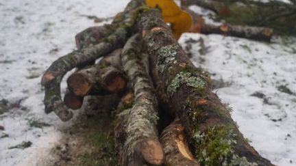 Solidarité : en Isère, un bûcheron au grand cœur donne du bois aux ménages dans le besoin (France 2)