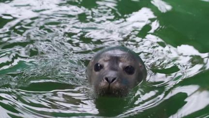 Baie du Mont Saint-Michel : des jeunes phoques menacés retrouvent la mer grâce à une association