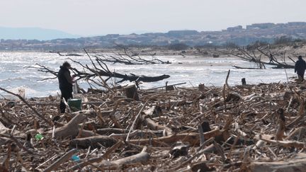 Des arbres et des déchets sur la plage de Fleury (Aude), le 12 mars 2011. (MAXPPP)