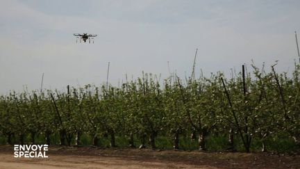 Des drones pollinisateurs pour remplacer les abeilles (ENVOYÉ SPÉCIAL  / FRANCE 2)